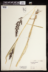 Echinochloa muricata var. muricata image
