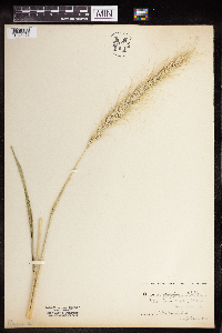 Elymus canadensis image
