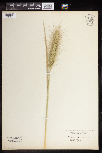 Elymus canadensis image
