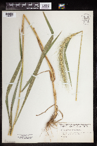 Elymus canadensis image