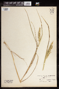 Elymus virginicus image