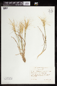 Elymus hystrix image