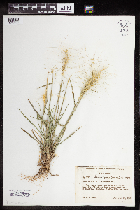 Elymus hystrix image