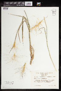 Elymus hystrix image