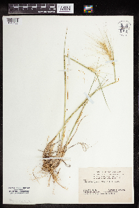 Elymus hystrix image