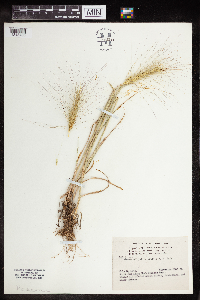 Elymus hystrix image