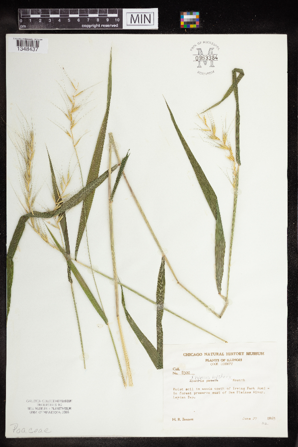 Elymus hystrix image