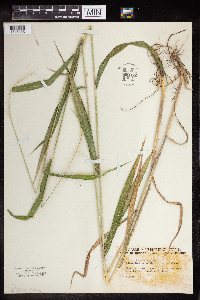 Elymus hystrix image
