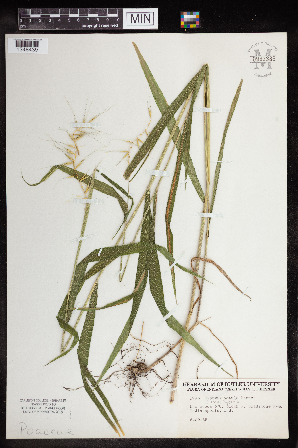 Elymus hystrix image