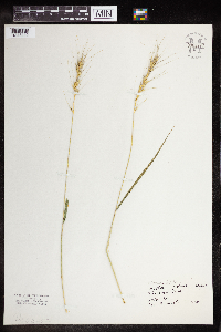 Elymus hystrix image