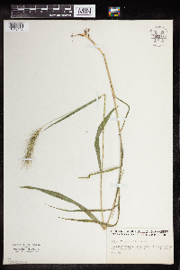 Elymus villosus image