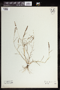 Eragrostis amabilis image
