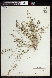 Eragrostis minor image