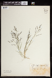 Eragrostis pectinacea image