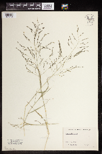 Eragrostis pilosa image