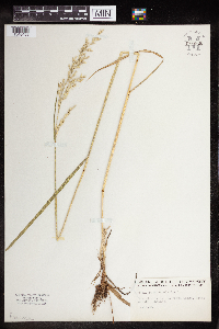 Schedonorus arundinaceus image