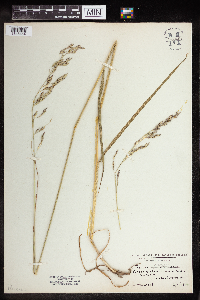 Schedonorus arundinaceus image