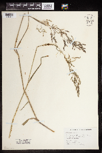 Schedonorus arundinaceus image