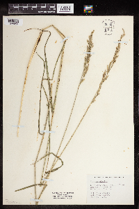 Schedonorus arundinaceus image