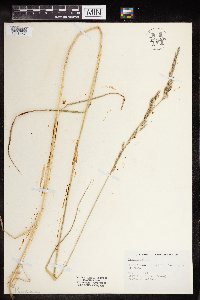 Schedonorus arundinaceus image