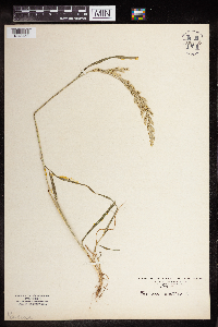 Schedonorus arundinaceus image