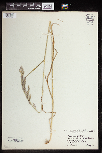 Schedonorus arundinaceus image