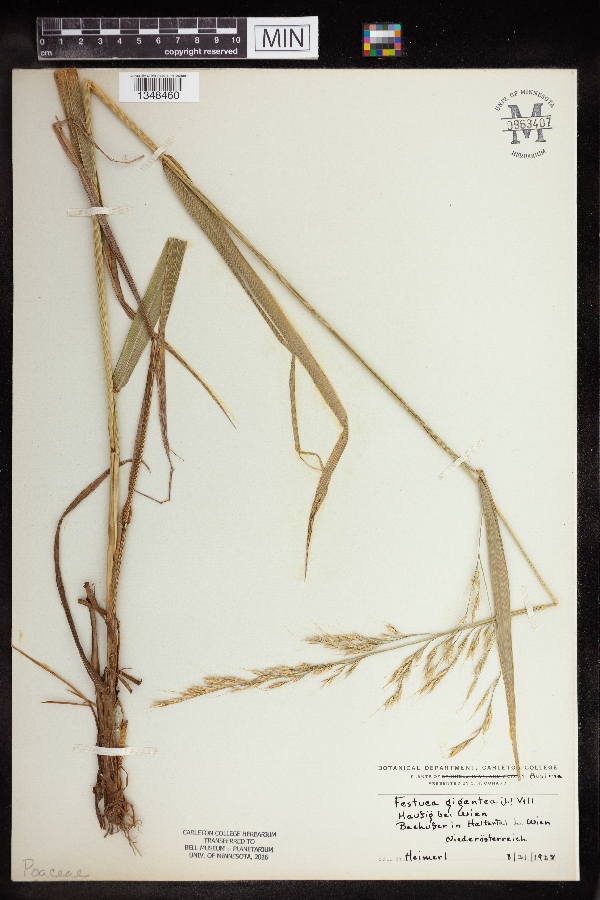 Festuca gigantea image