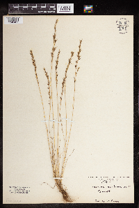 Vulpia octoflora image