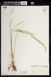 Vulpia octoflora image