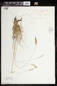 Festuca trachyphylla image