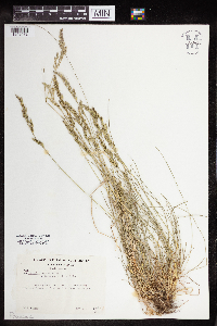 Festuca trachyphylla image
