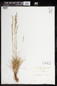 Festuca saximontana image