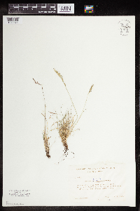 Festuca saximontana image