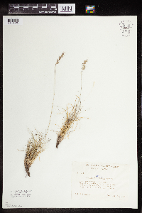 Festuca saximontana image