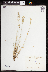 Festuca saximontana image