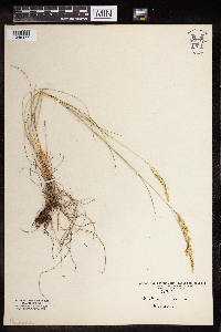 Festuca saximontana image