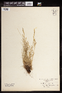 Festuca saximontana image