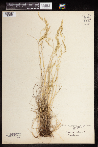 Festuca saximontana image