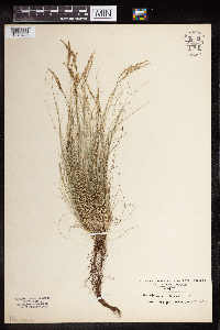 Festuca saximontana image