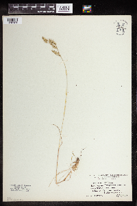 Festuca saximontana image
