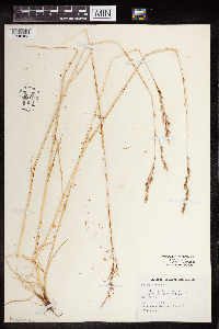 Festuca rubra image