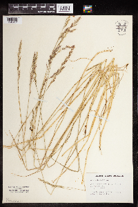 Festuca rubra image