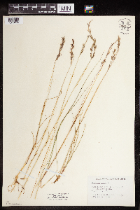 Festuca rubra image