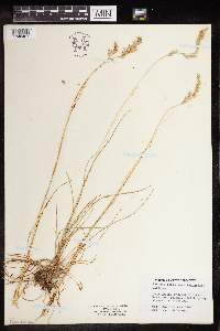 Festuca rubra image