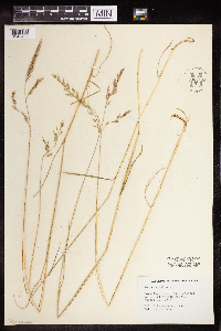Festuca rubra image