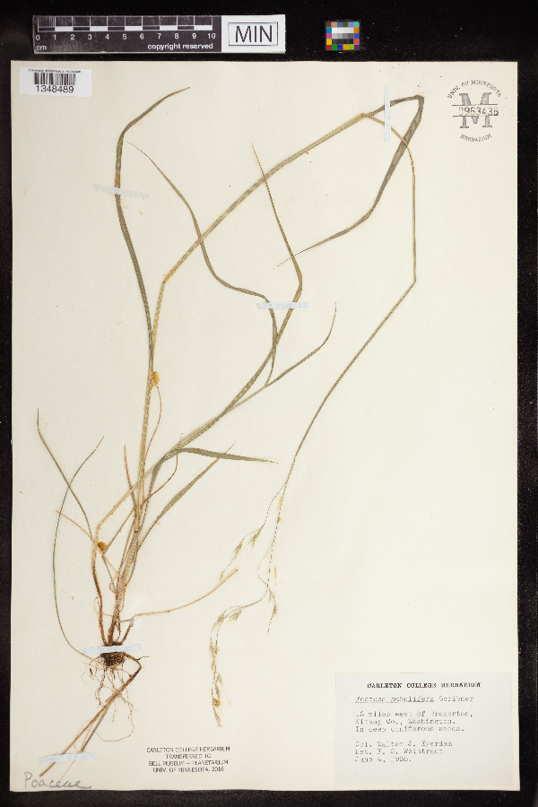 Festuca subuliflora image