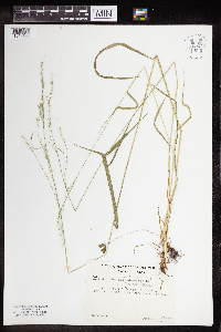Festuca subverticillata image