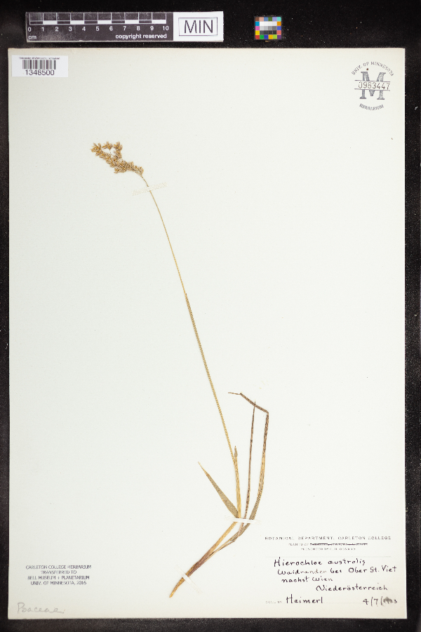 Anthoxanthum australe image