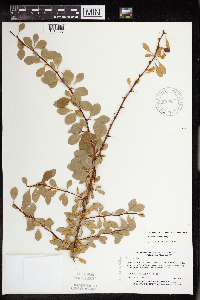 Berberis thunbergii image