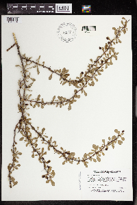 Berberis thunbergii image